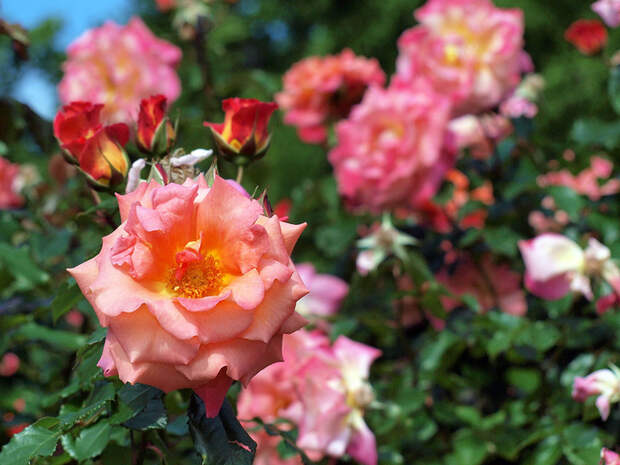 0_d548d_4bcfd638_XL (700x525, 466Kb)