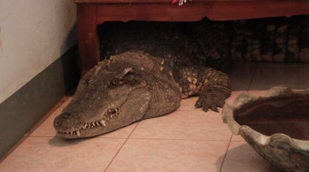 Мужик уже 20 лет живет в одном доме со здоровенным крокодилом