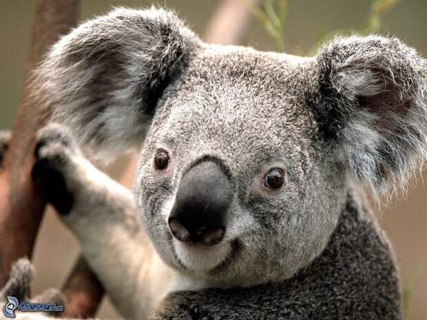 3821971_koala (700x525, 97Kb)