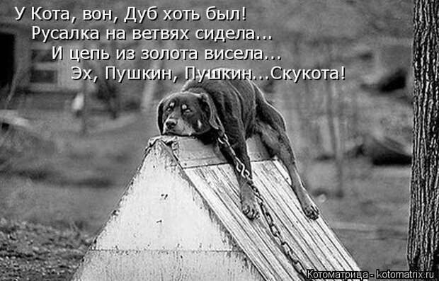Котоматрица: У Кота, вон, Дуб хоть был! Русалка на ветвях сидела... И цепь из золота висела... Эх, Пушкин, Пушкин...Скукота!