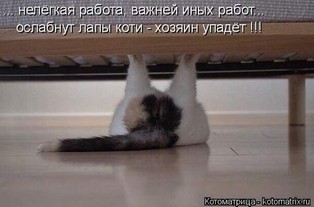 Лучшие котоматрицы недели (50 фото)