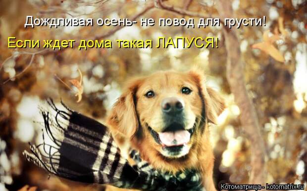Котоматрица: Дождливая осень- не повод для грусти! Если ждет дома такая ЛАПУСЯ!