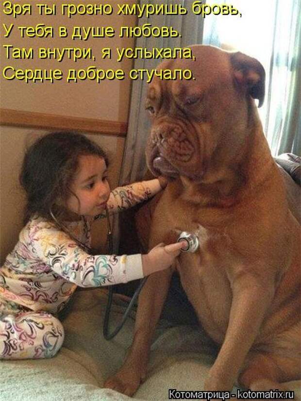 Котоматрицы(картинки с надписями)