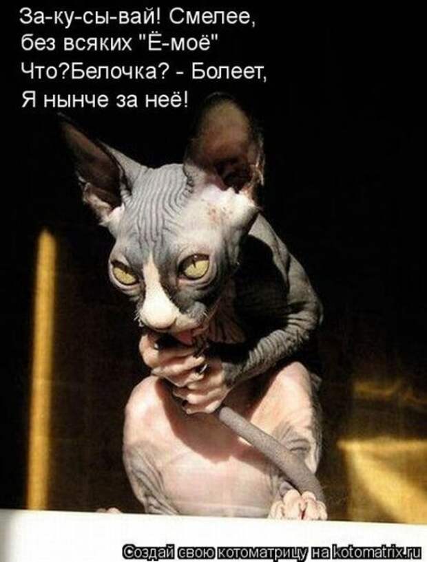 Веселая котоматрица