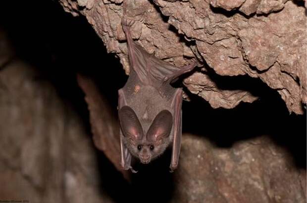 california-leaf-nosed-bat
