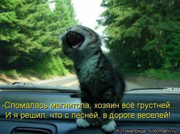 Котоматрицы(картинки с надписями)