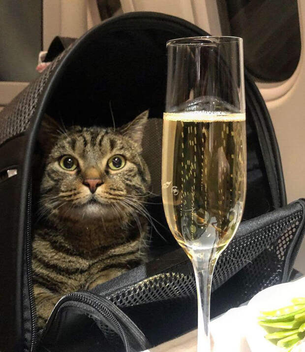 Мемы, с которых орнули россияне в 2019
