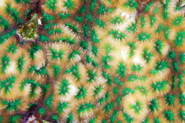 Corals09 Corals09 Макрофотографии кораллов