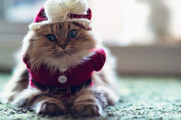 Кошке не надо покупать наряды, она всегда красива и без одежды животные, коты, прикол, юмор
