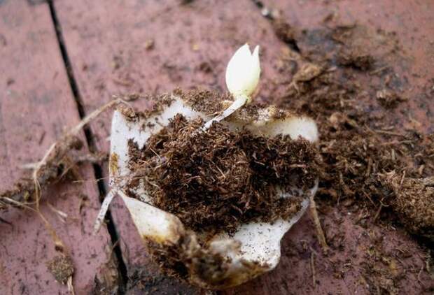 Многие сорта лилий успешно размножаются чешуйками. Фото автора