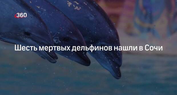 Шесть мертвых дельфинов нашли в Сочи