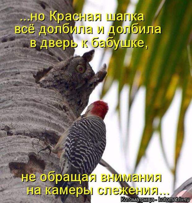 Лучшие котоматрицы недели (50 фото)