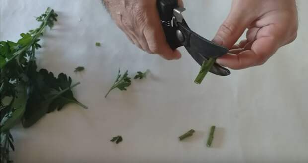 Как укоренить хризантему из букета. Простой и работающий способ