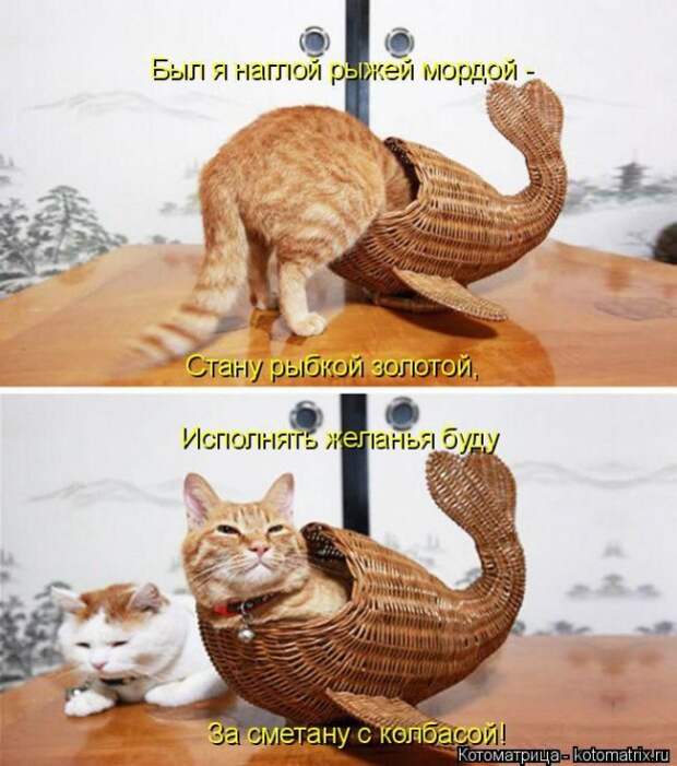Лучшие котоматрицы недели (50 фото)