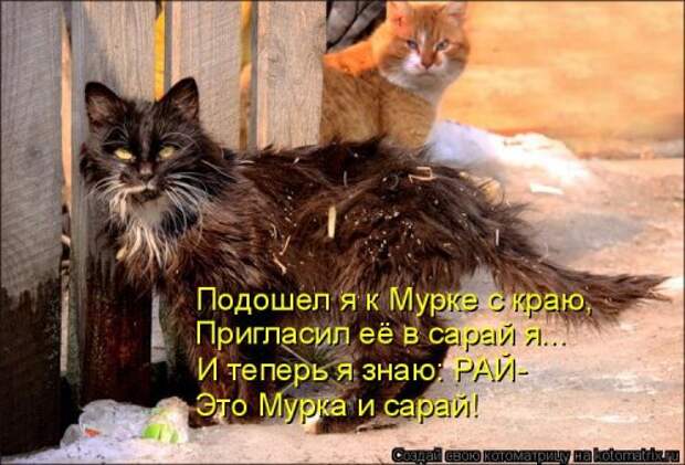 Свежая котоматрица на Бугаге (33 фото)
