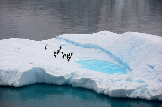 Penguin-oasis