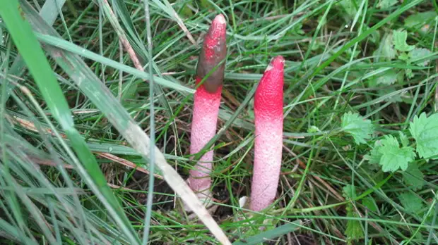 Вонючий розовый. Мутинус собачий гриб. Вонючий розовый. Гриб мутинус равенелли. Мутинус равенеля гриб.