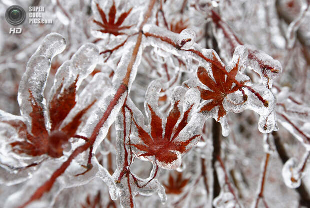 Канада. Торонто, Онтарио. 22 декабря. Изморозь на ветках и листьях японского клёна. (REUTERS/Chris Helgren)