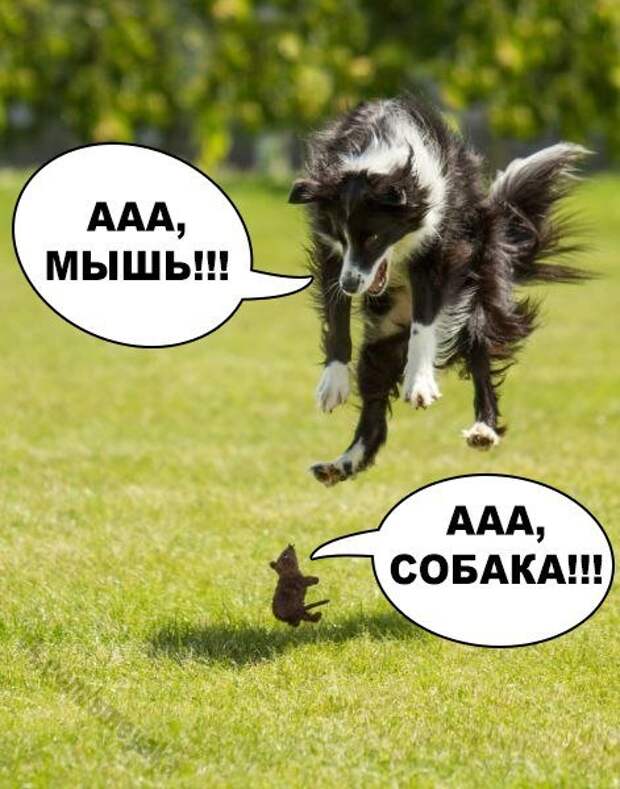Новые фотомемы на Бугаге (24 шт)