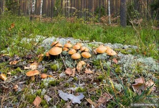 По грибы и ягоды в осенний лес фото 9