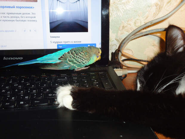 kZPOL8EqcYI (700x525, 370Kb)