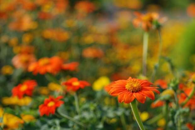 Титония круглолистная (Tithonia rotundifolia)