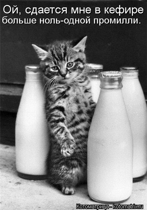 Котоматрицы (картинки с надписями)