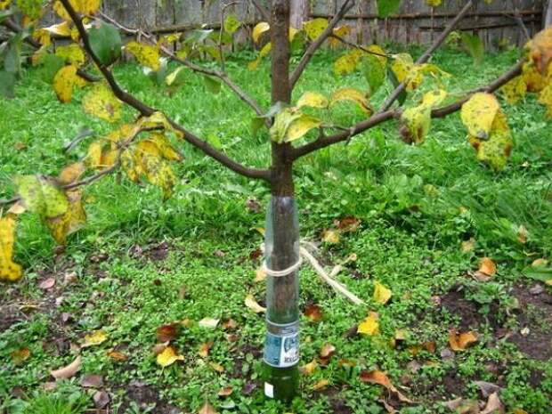 Укрытие деревьев от грызунов из бутылок