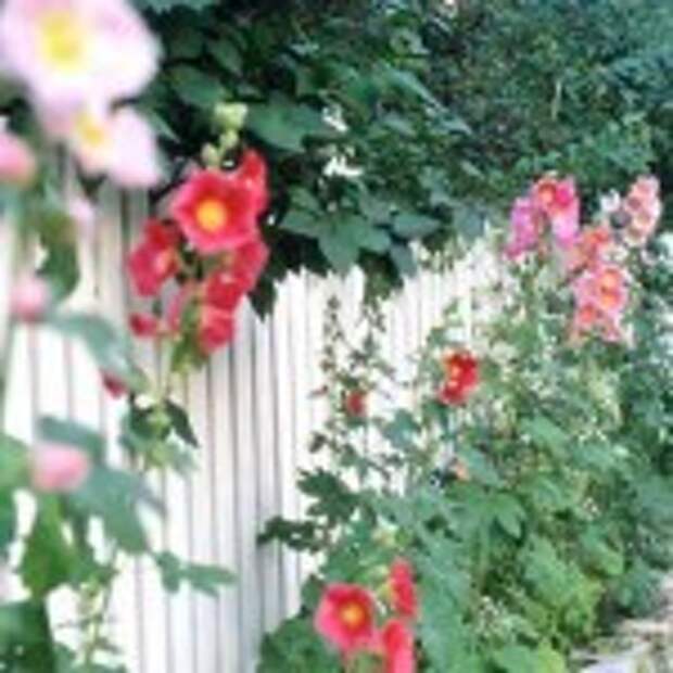 белый забор с цветами