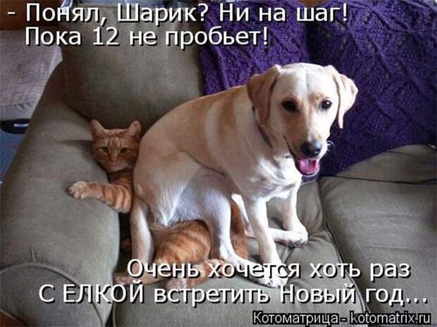 Лучшие котоматрицы недели (50 фото)