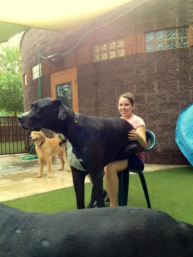 This guy who&#39;s convinced he&#39;s a lap dog.