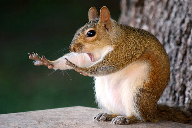 Победители Comedy Wildlife Photography Awards 2017