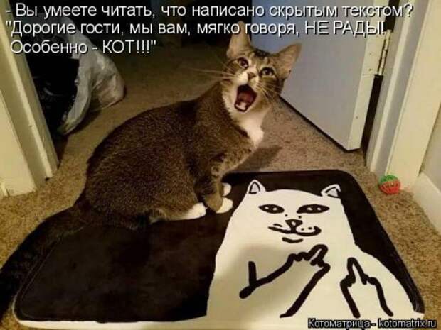 Свежая котоматрица для всех (20 шт)