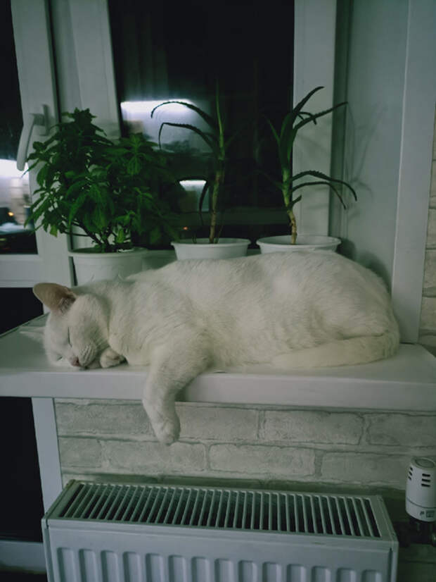 h-0hSIr3LlE (525x700, 258Kb)