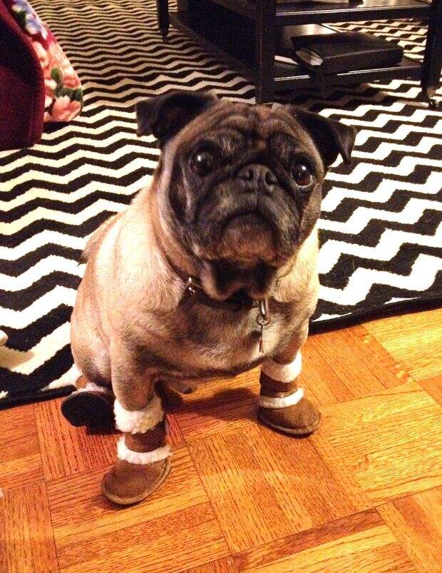 Pugs08 Pugs08 Веселые мопсы мастера маскировки