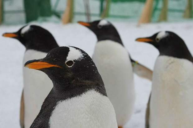 Папуасские пингвины Фото: парк флоры и фауны «Роев ручей»