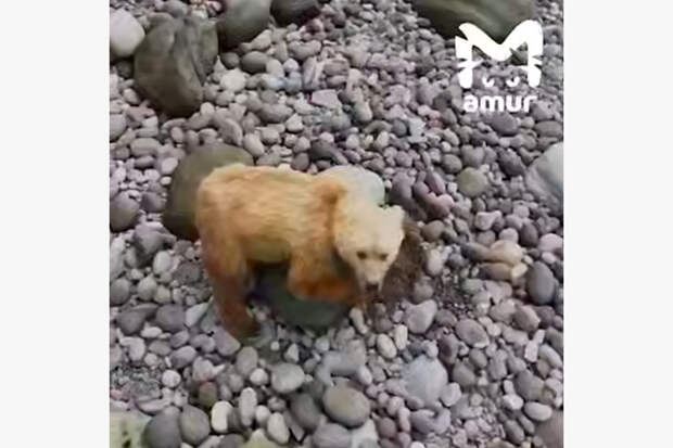 На Дальнем Востоке заметили медведей-краболовов