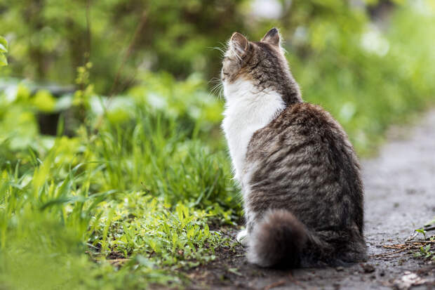 Ветеринар Гуляева: выезжающих на дачу кошек нужно обрабатывать от клещей