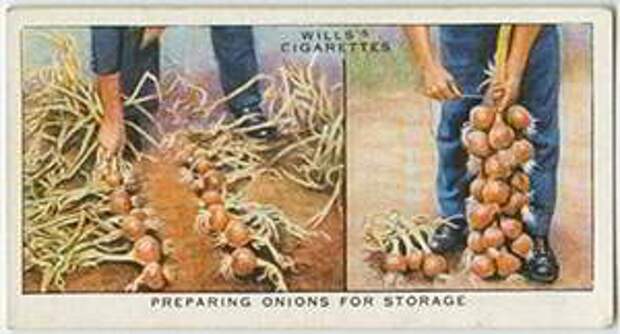 Как хранить лук: Органическая еда, натуральные продукты