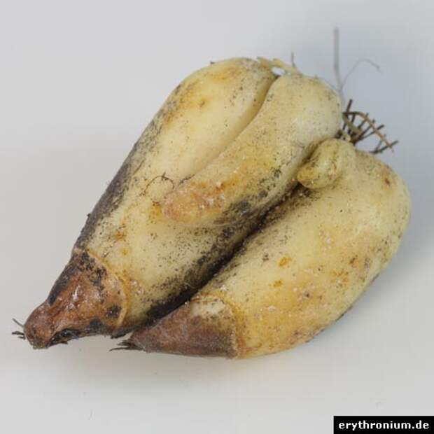 erythronium-knolle (480x480, 26Kb)