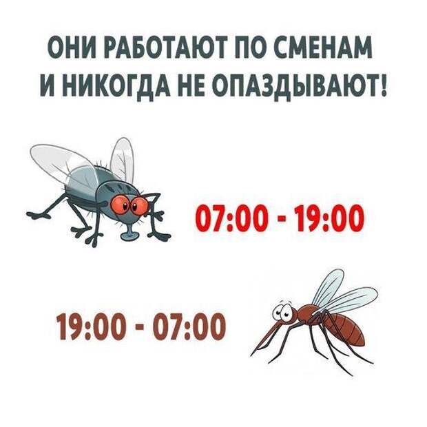Смешные и прикольные до слез картинки