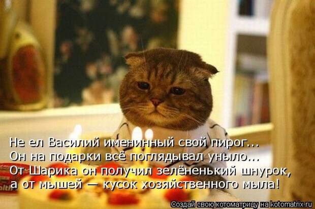 Лучшие котоматрицы недели (50 фото)