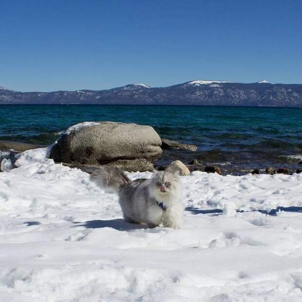 Гэндальф кот, кот-путешественник 