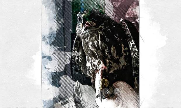 В Орловской области спасли обледеневшего канюка