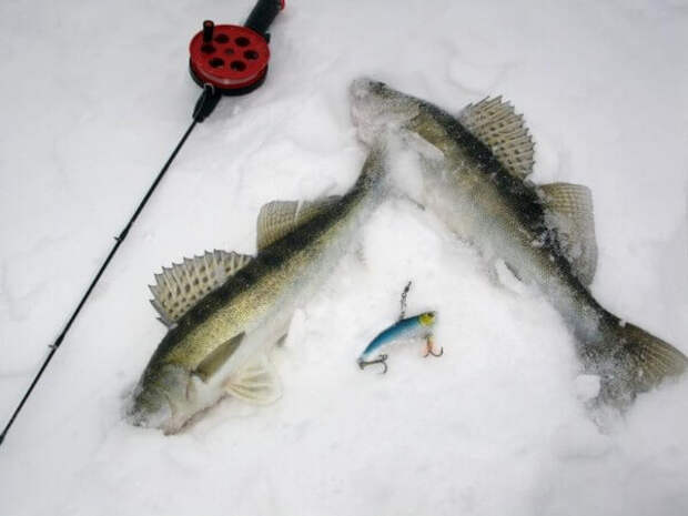 ратлины для зимней рыбалки на судака
