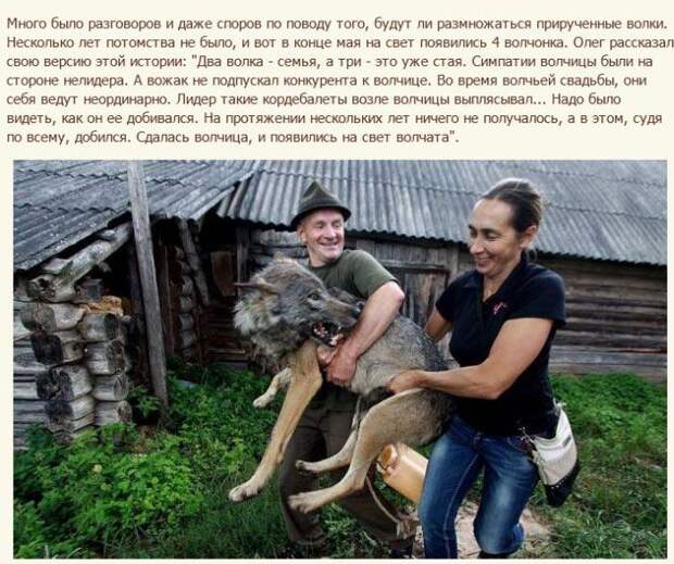 Семья белорусских фермеров вырастила стаю волков (12 фото) Семья белорусских фермеров вырастила стаю волков (12 фото)