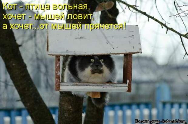 Котоматрицы(картинки с надписями)