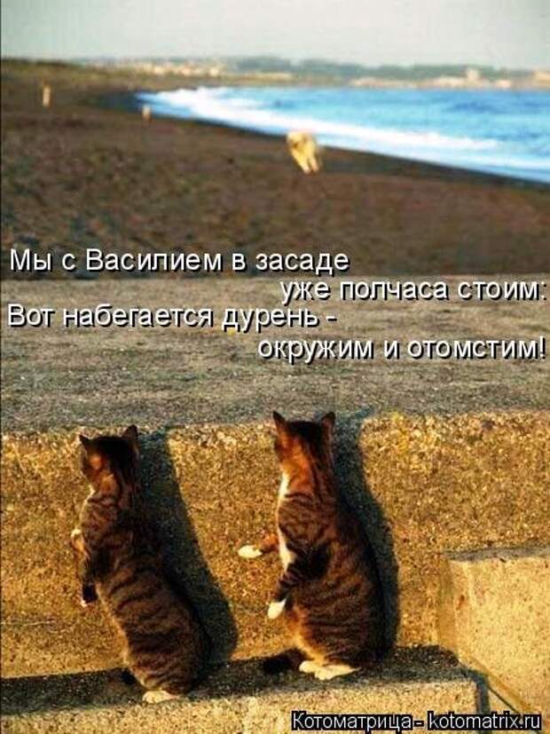 Свежая котоматрица для всех (16 фото)