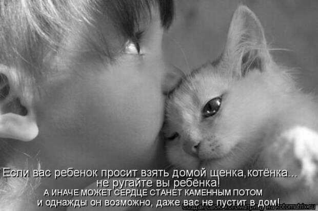 Лучшие котоматрицы недели Лучшие котоматрицы недели
