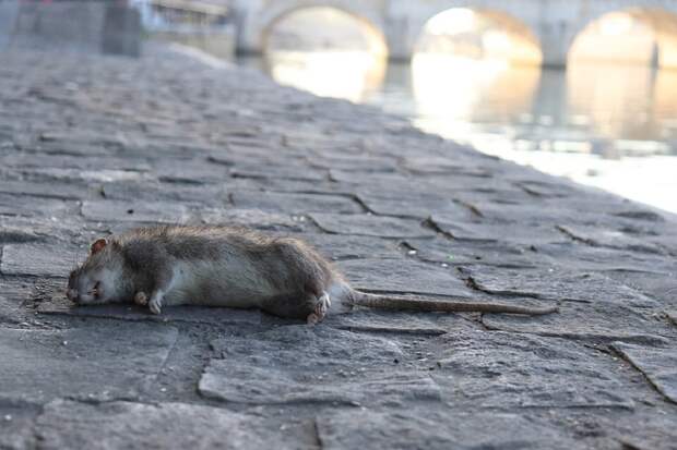 Последнего националиста, евшего крыс в подземельях «Азовстали», поймали в Мариуполе